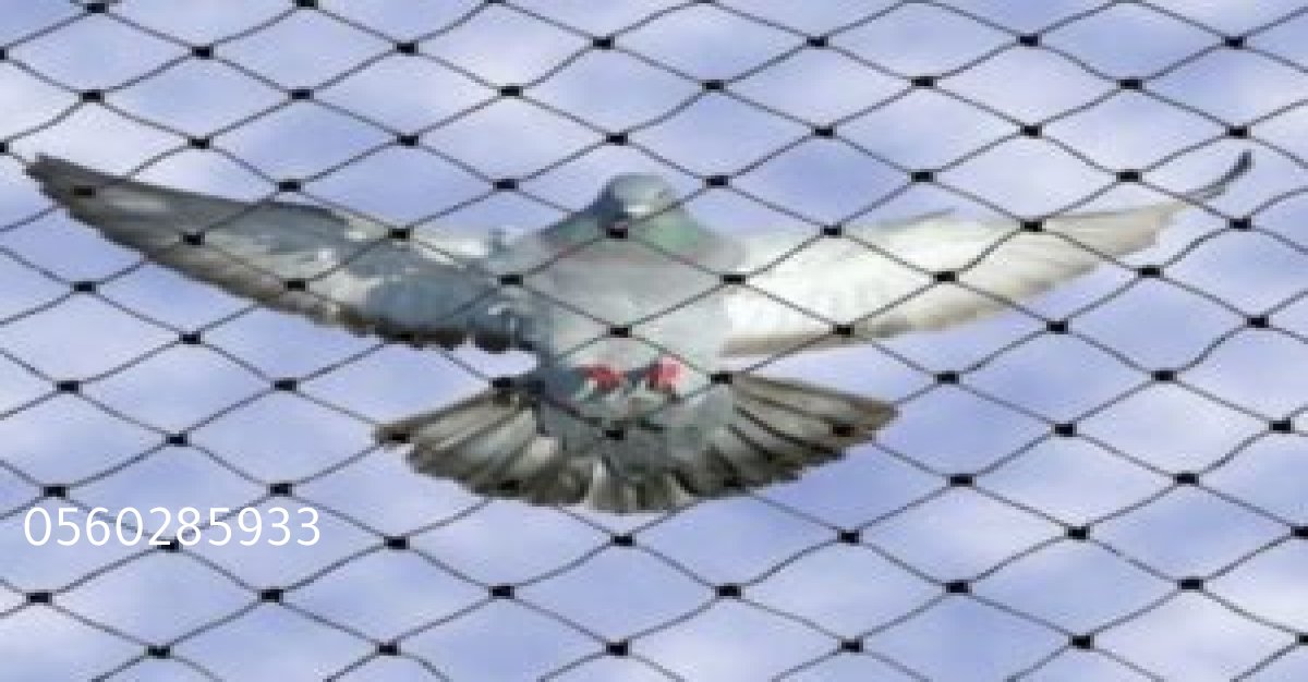 تركيب طارد حمام على النوافذ لحماية المباني من الفضلات